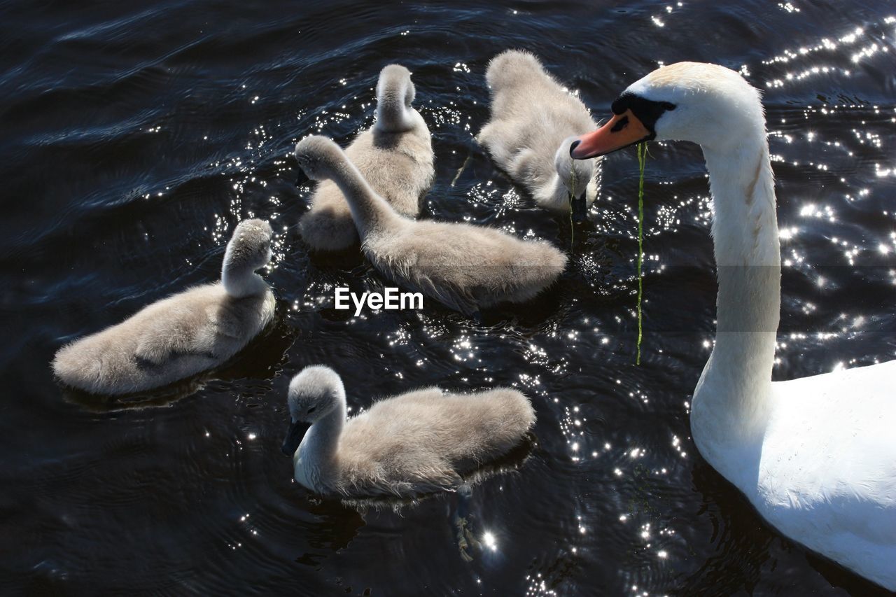 Swan family swimming lake