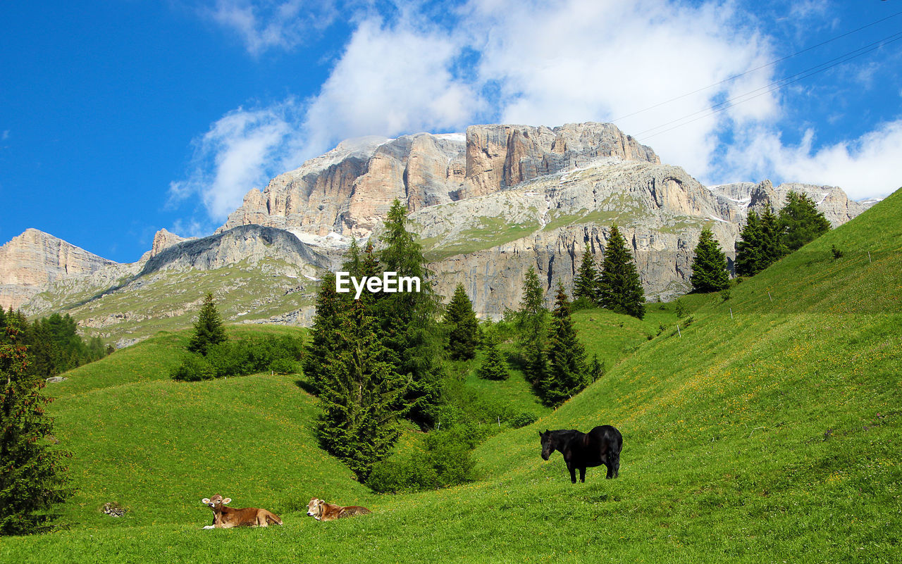 Panoramic view of green landscape against sky on the dolomites in the natural park puez-odle