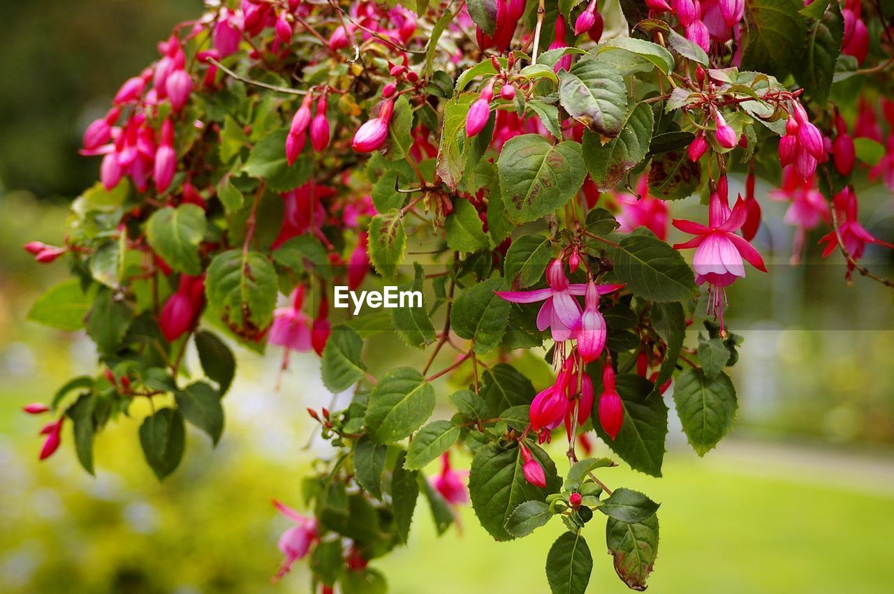 CLOSE-UP OF PINK ROSE FLOWERING PLANT