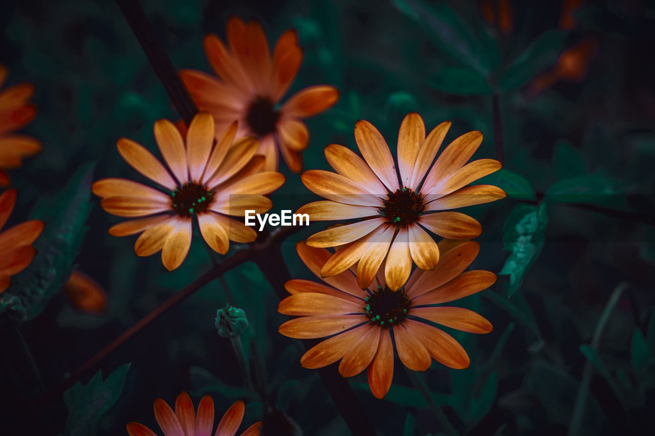 plant, flowering plant, flower, freshness, yellow, beauty in nature, macro photography, petal, nature, close-up, growth, no people, sunlight, leaf, flower head, orange color, inflorescence, outdoors, focus on foreground, fragility, botany, food, wildflower, food and drink