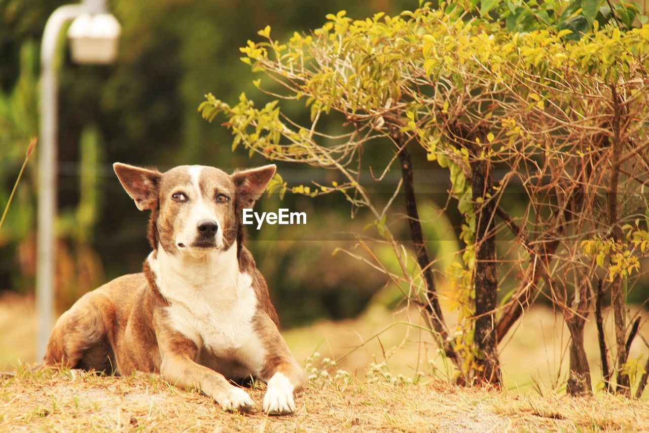 Dog relaxing by plants on field