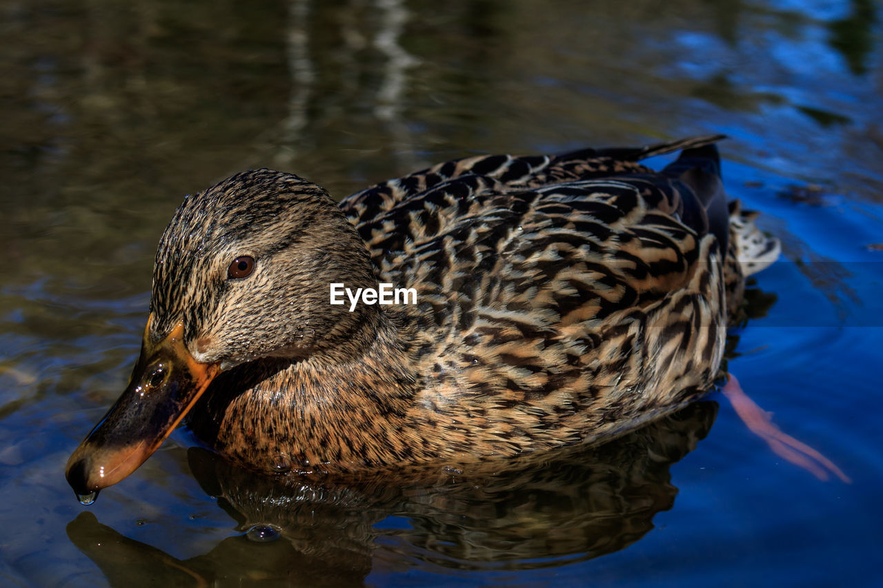 CLOSE-UP OF A DUCK