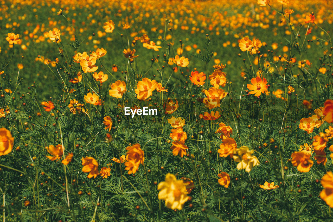 Close-up of yellow flowering plants on field