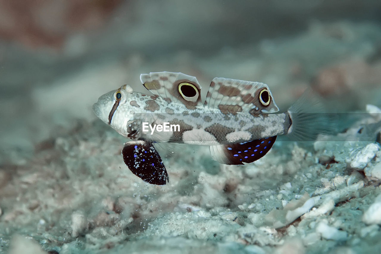 CLOSE-UP OF FISH UNDERWATER