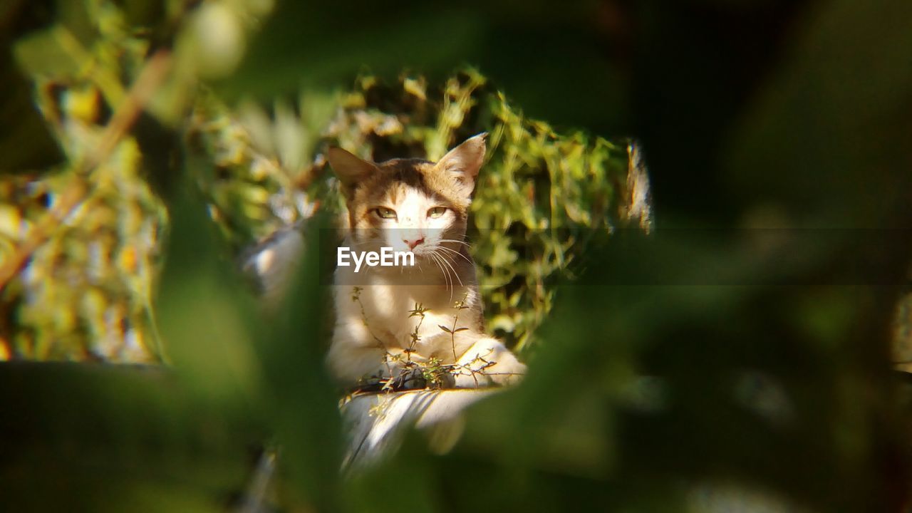 Portrait of cat on wall, captured this stray cat through leaves of a plant far from the wall 