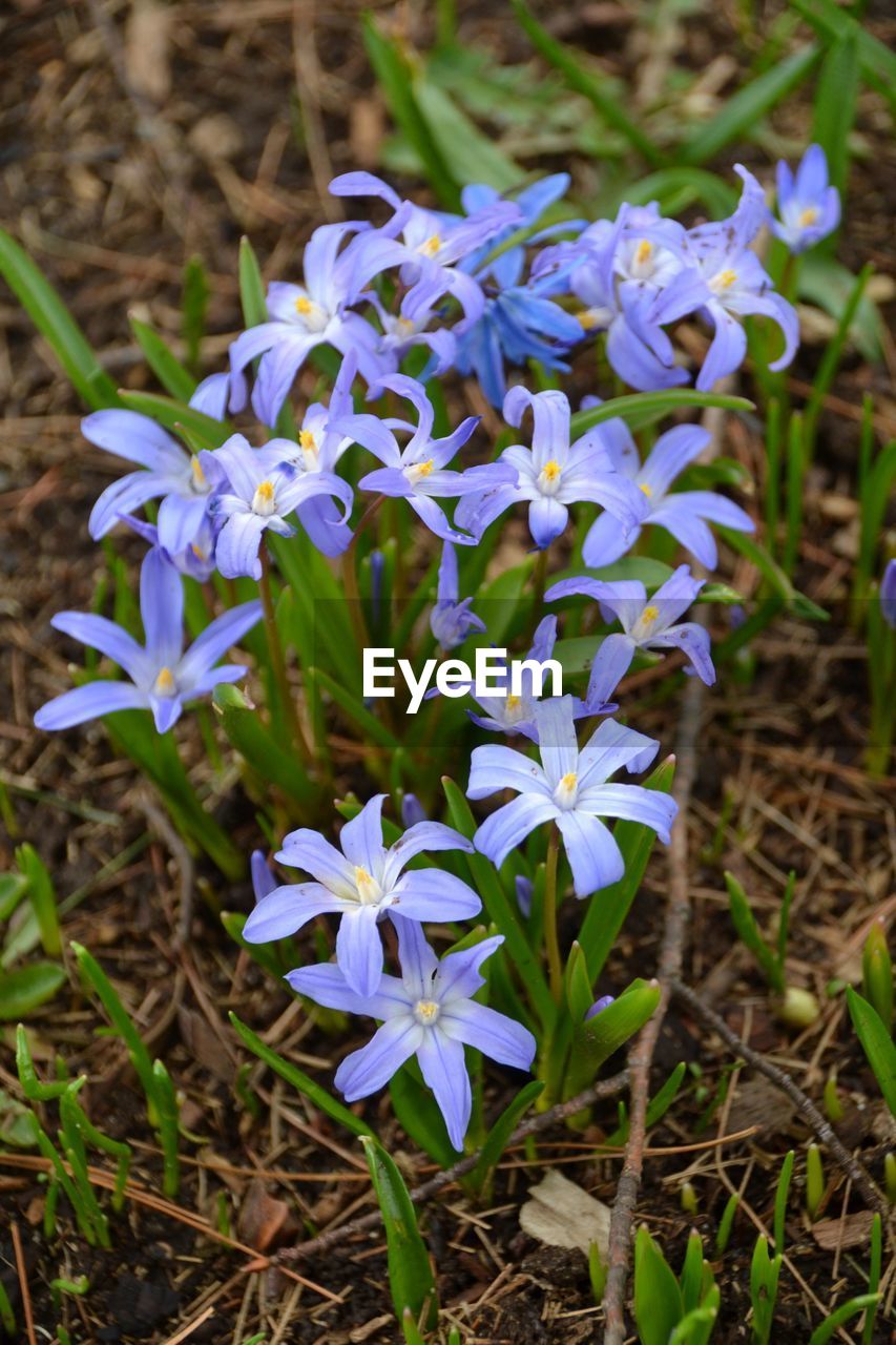 CLOSE-UP OF PURPLE FLOWERS BLOOMING ON FIELD