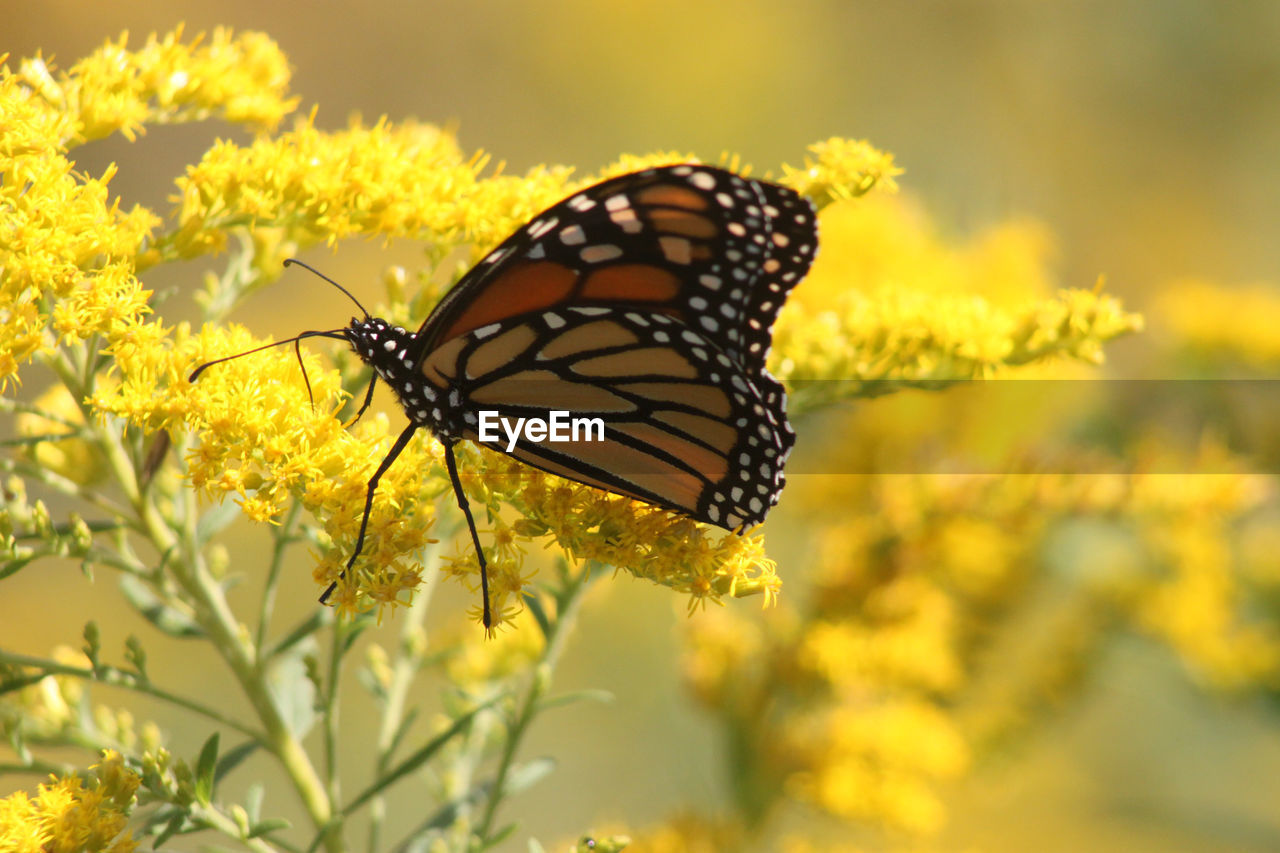 CLOSE-UP OF BUTTERFLY POLLINATING FLOWER