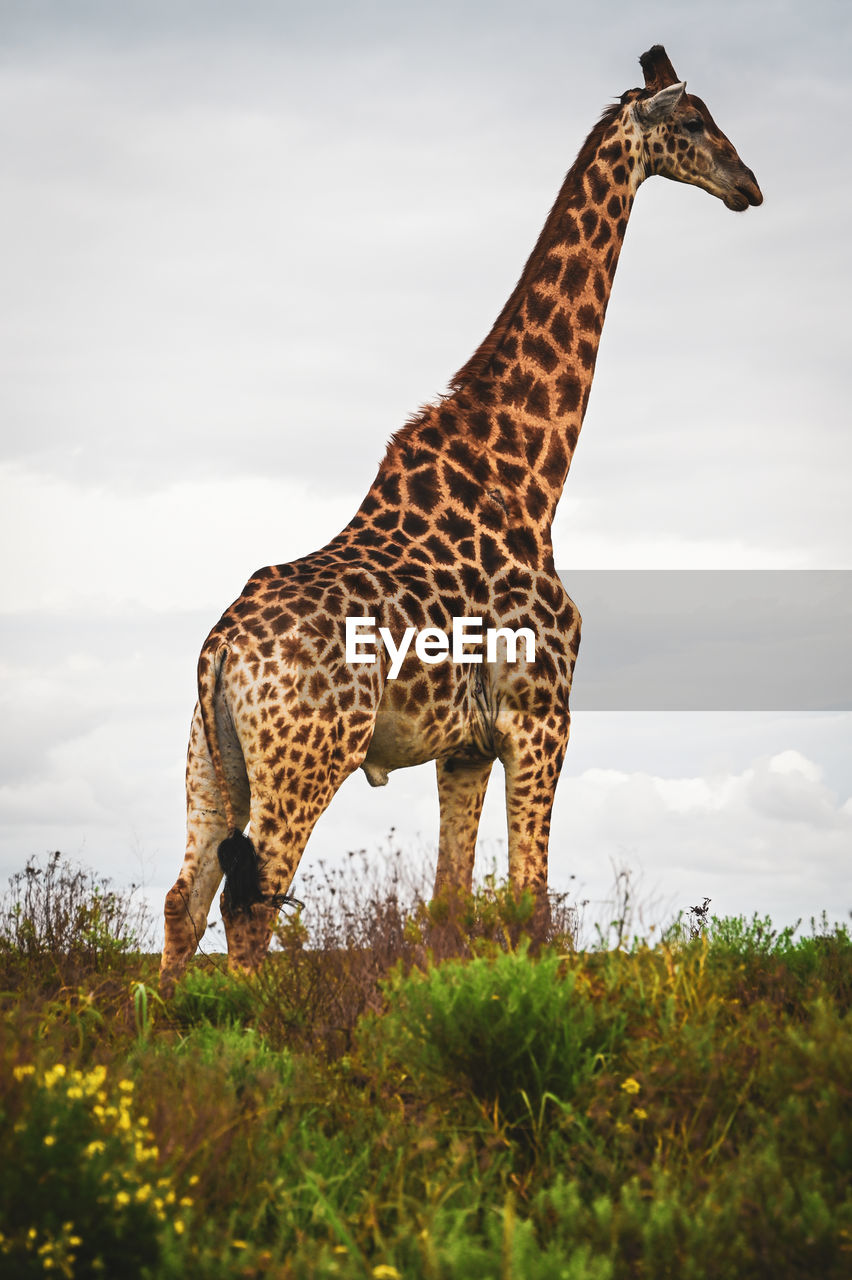 Side view of giraffe 