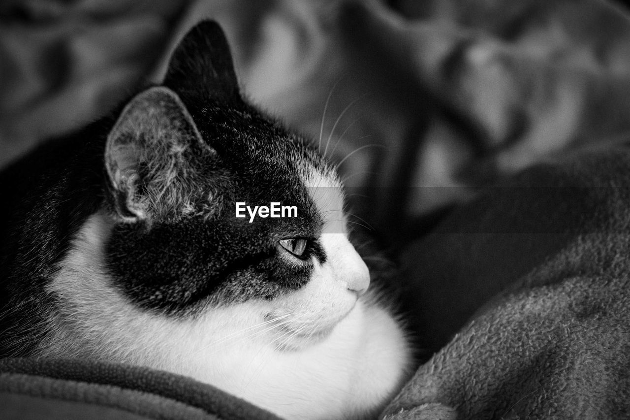 Close-up of cat lying on bed