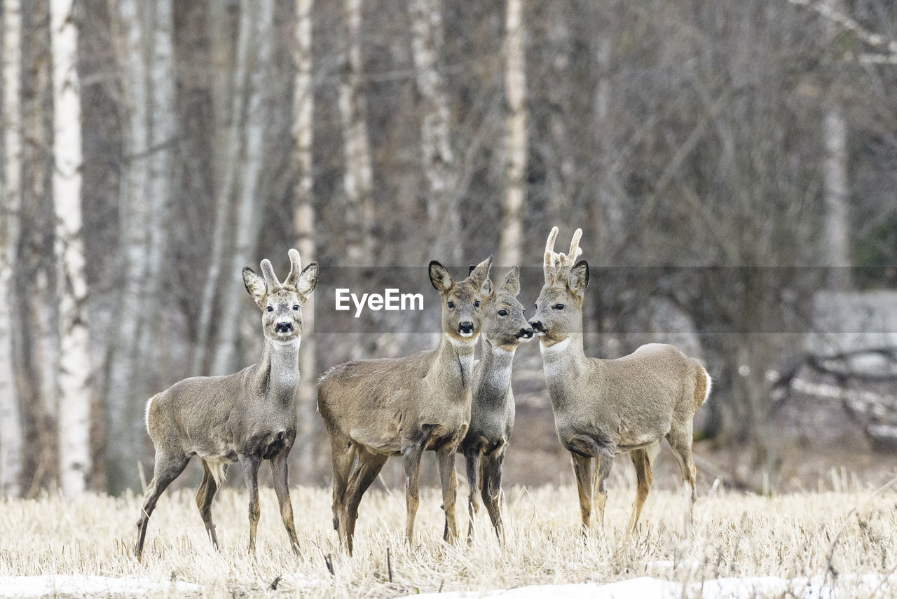 View of an animal on field