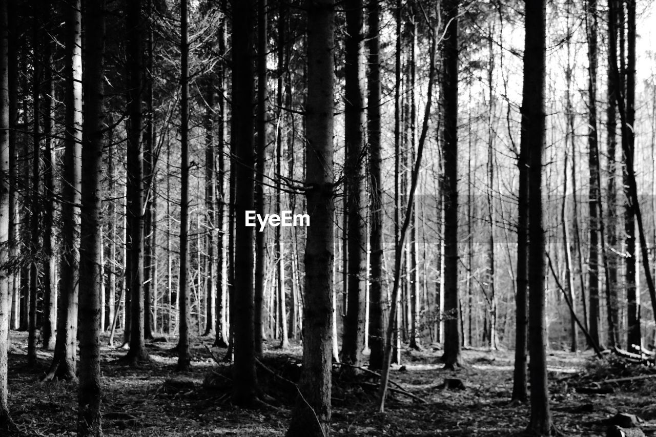 TREES GROWING IN FOREST