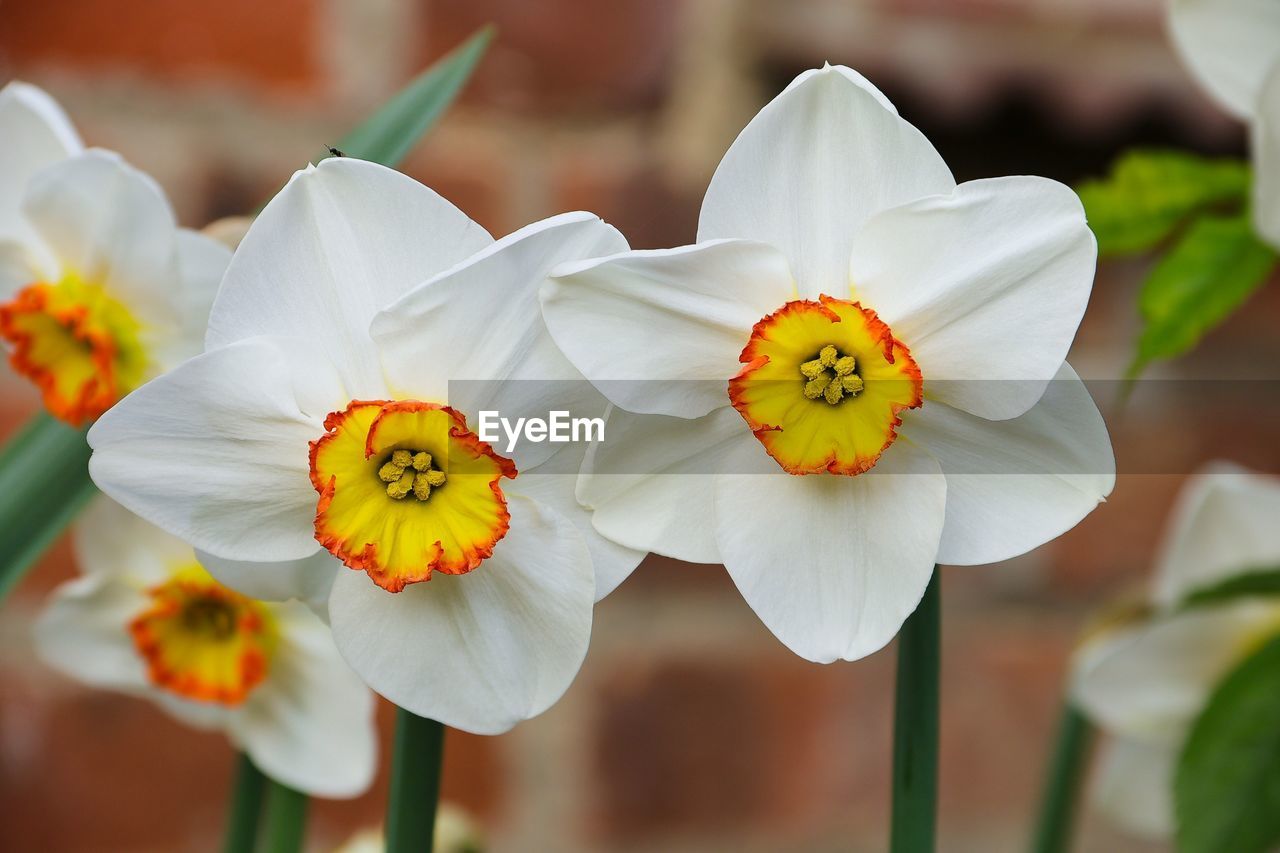 Close-up of white daffodil