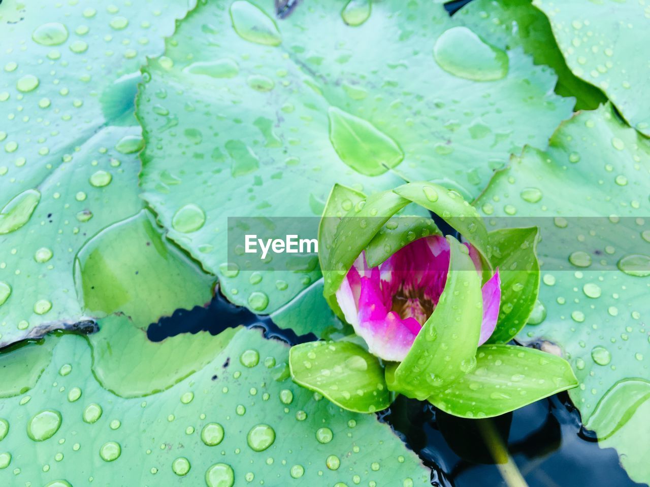 Close-up of water drops on leaf