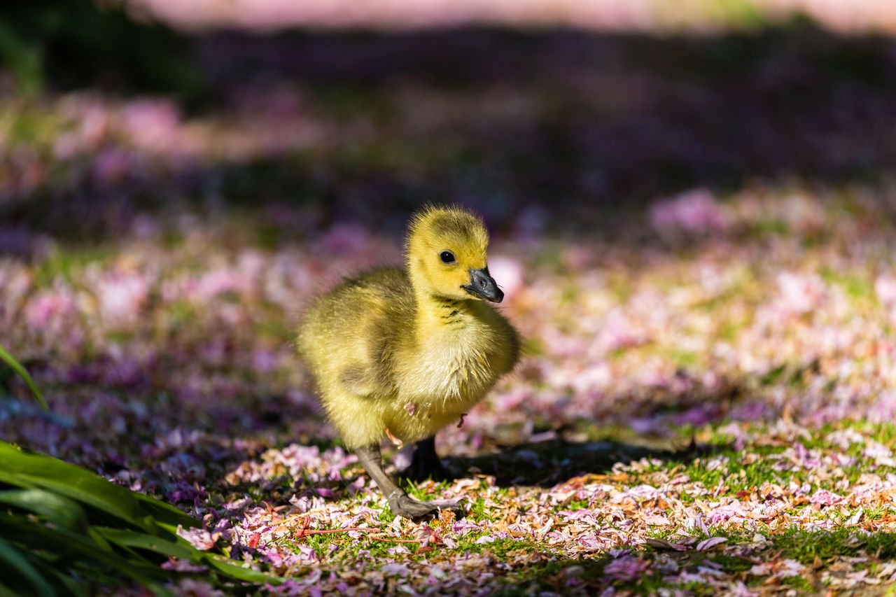 Close-up of duckling walking