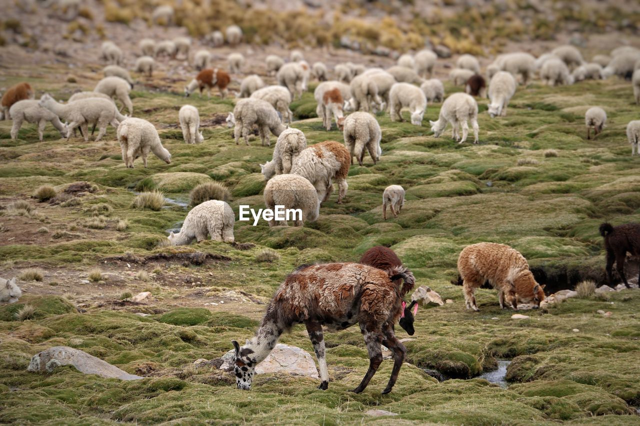 FLOCK OF SHEEP GRAZING IN FIELD