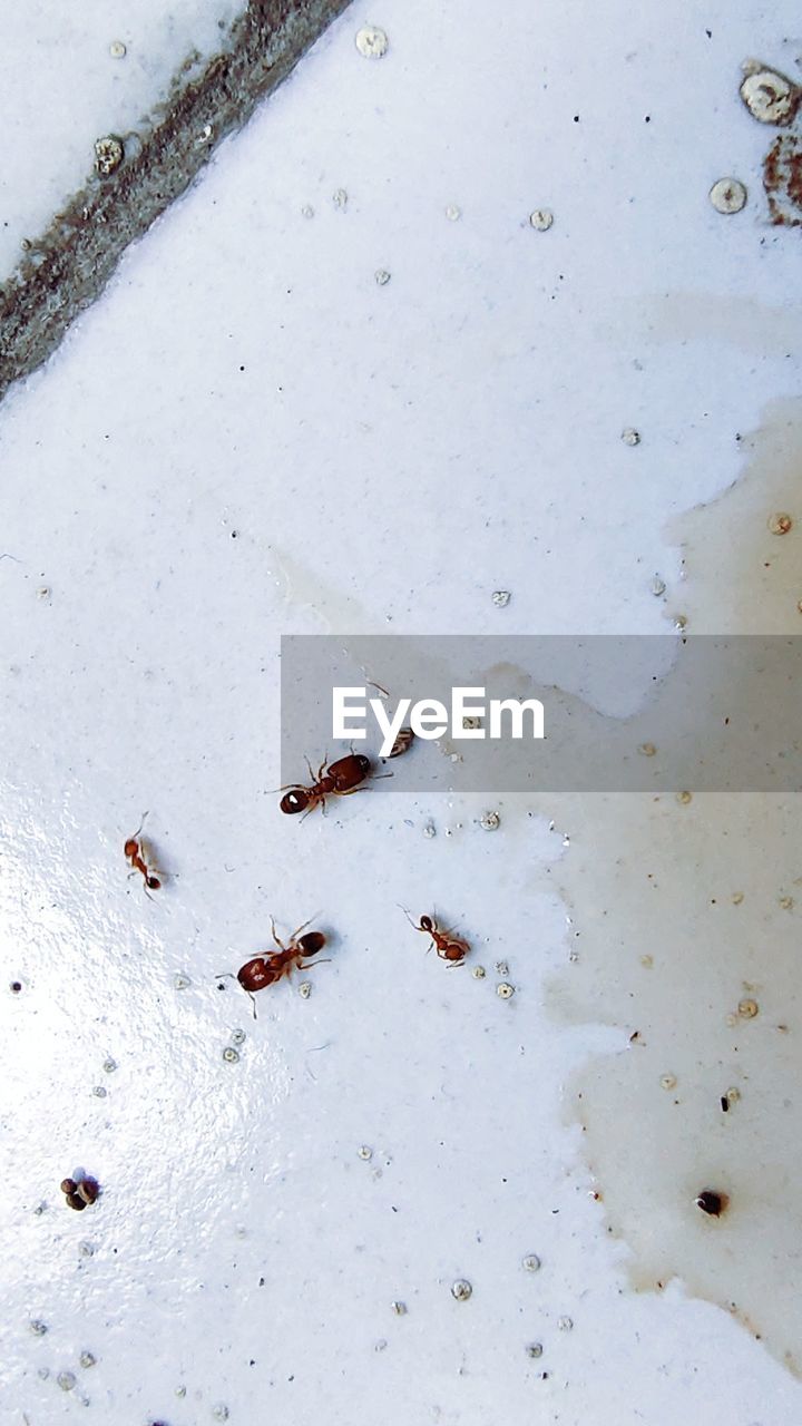 HIGH ANGLE VIEW OF INSECT ON SNOWY FIELD
