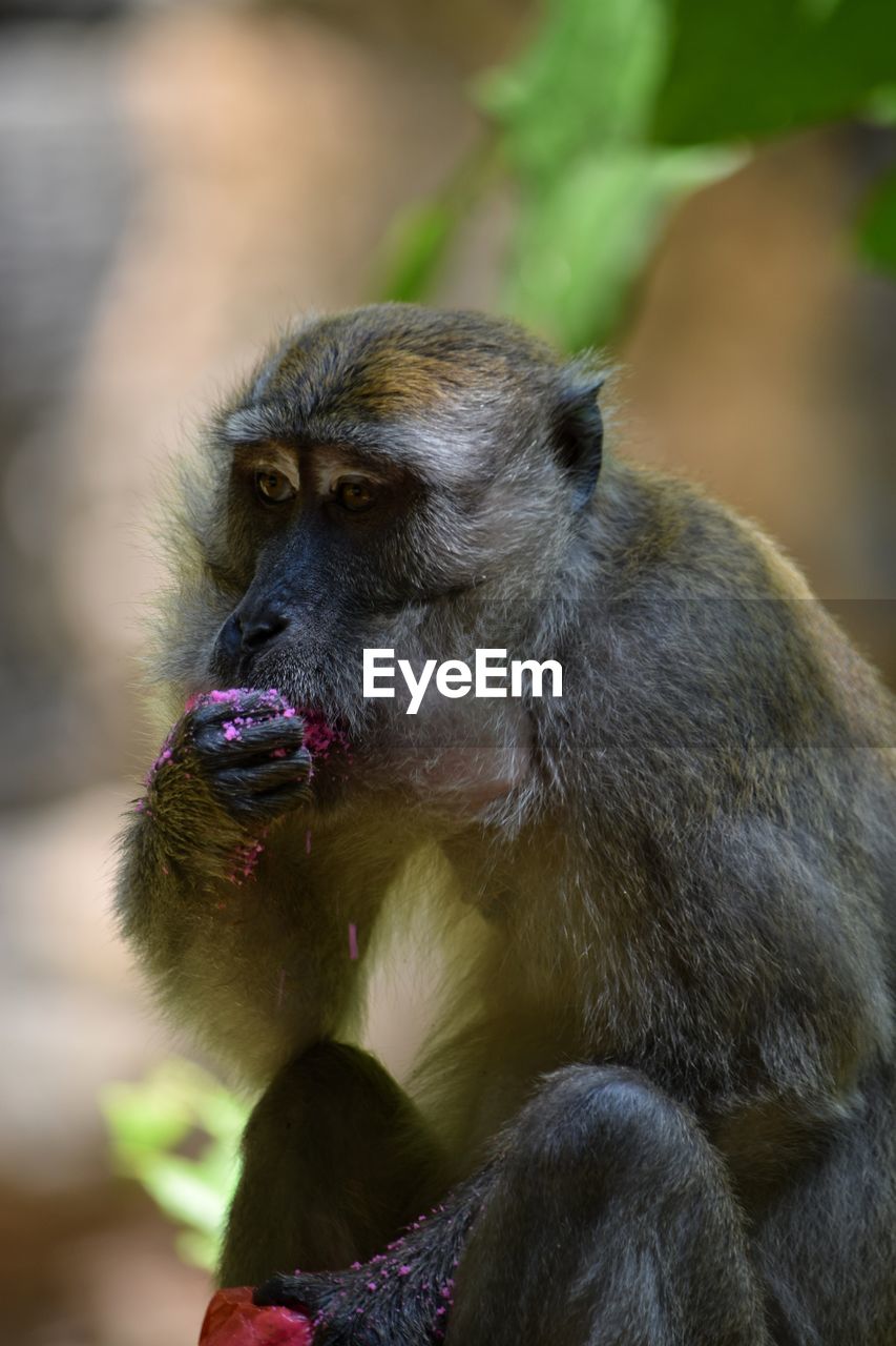 CLOSE-UP OF MONKEY LOOKING AT CAMERA