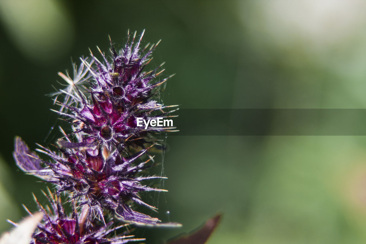 Close-up of purple flowers