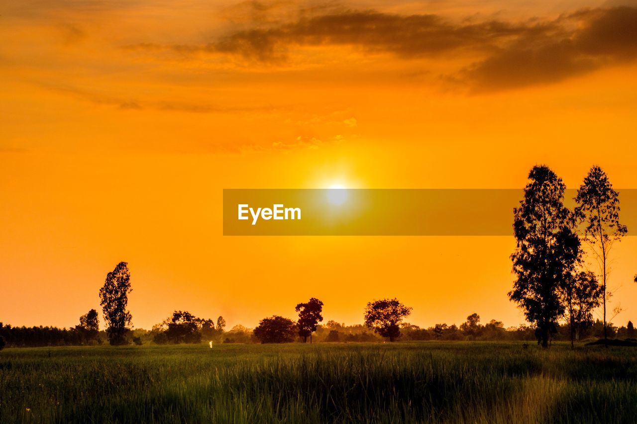 Scenic view of field against orange sky