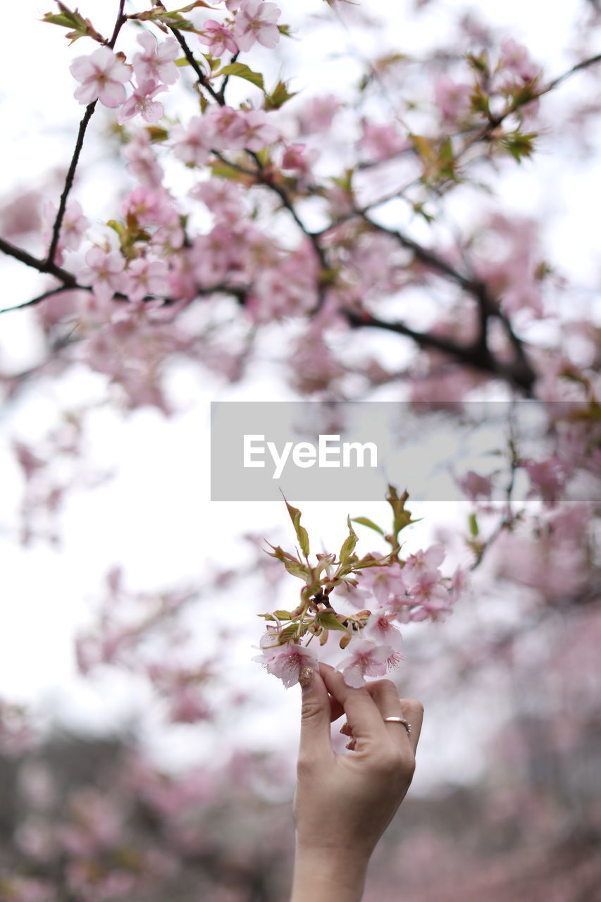 Cropped hand of woman holding cherry blossom tree