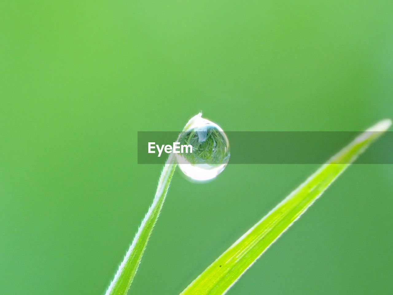 Close-up of water drop on leaf