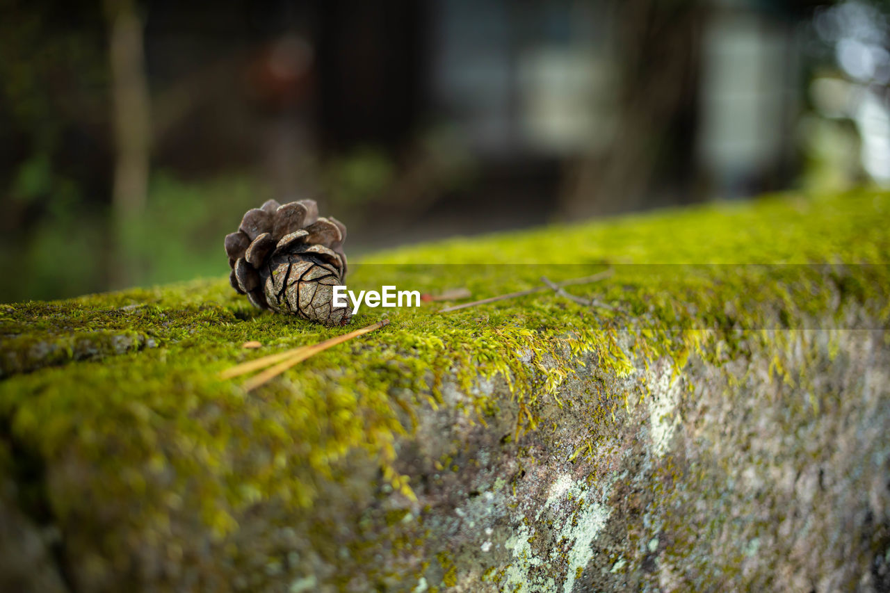 green, nature, wildlife, grass, macro photography, leaf, animal themes, animal, animal wildlife, no people, flower, plant, selective focus, close-up, one animal, tree, moss, sunlight, day, outdoors, forest, autumn