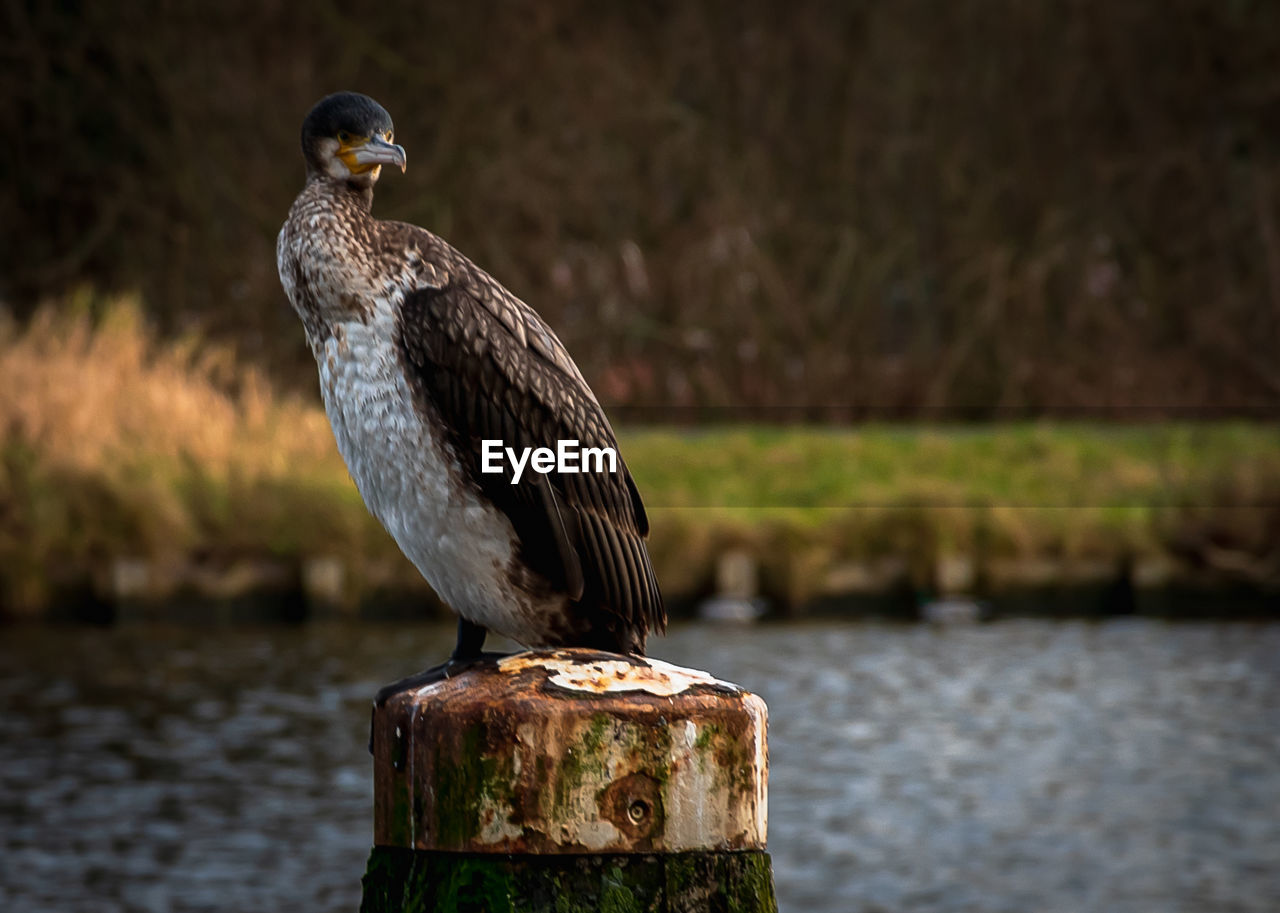 Close-up of bird perching on wooden post