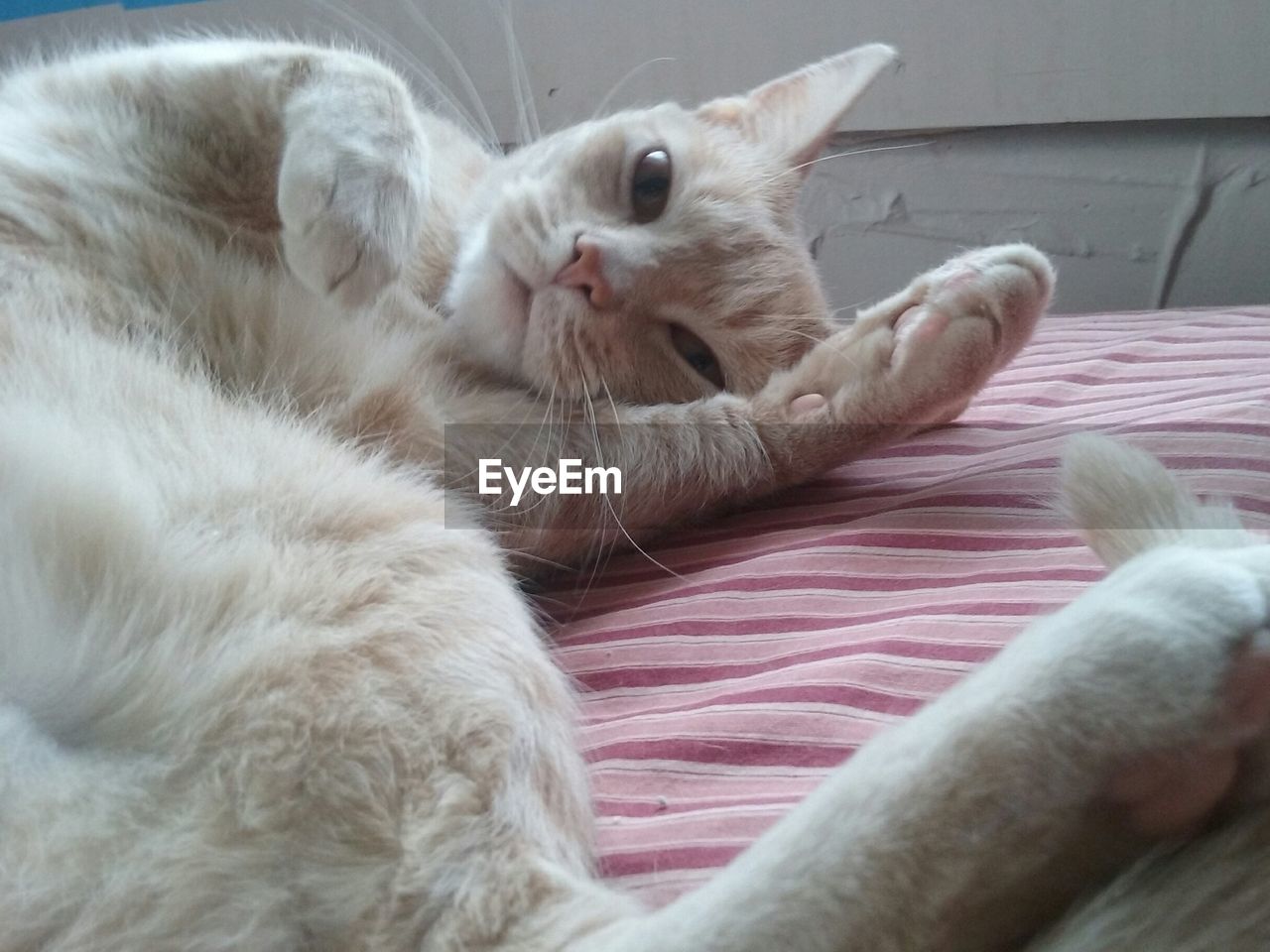 CLOSE-UP OF CAT SLEEPING ON BED