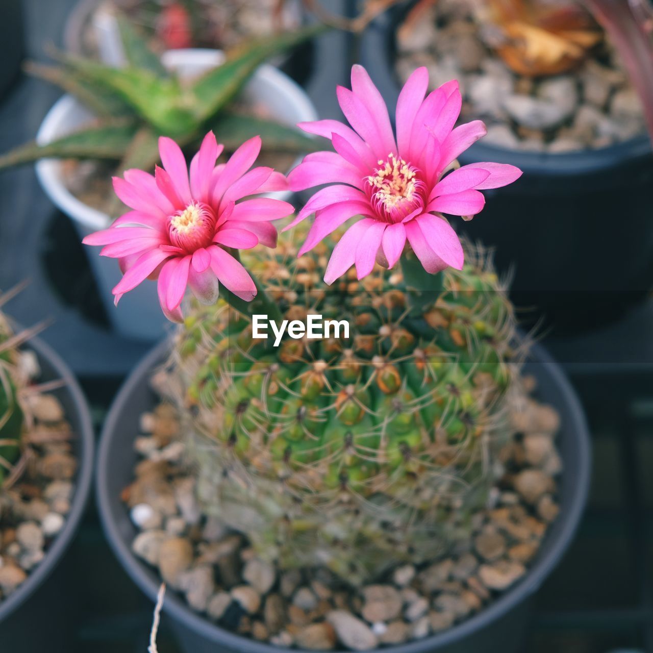 CLOSE-UP OF PINK SUCCULENT PLANT