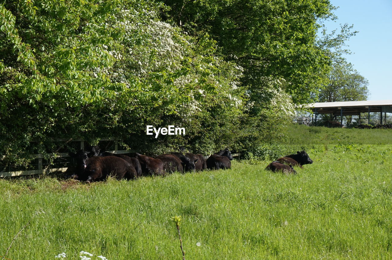 SHEEP GRAZING ON GRASSY FIELD