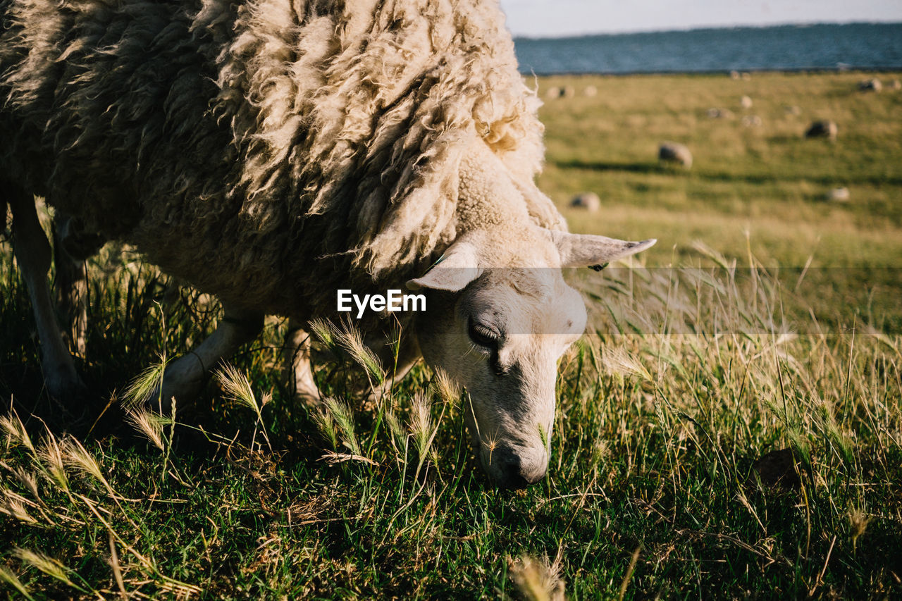 SHEEP IN A FIELD