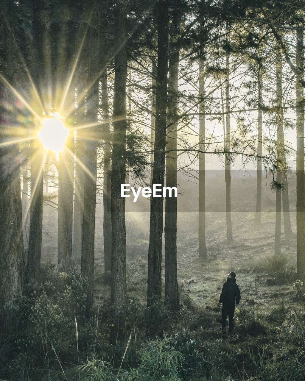 Rear view of woman walking in forest