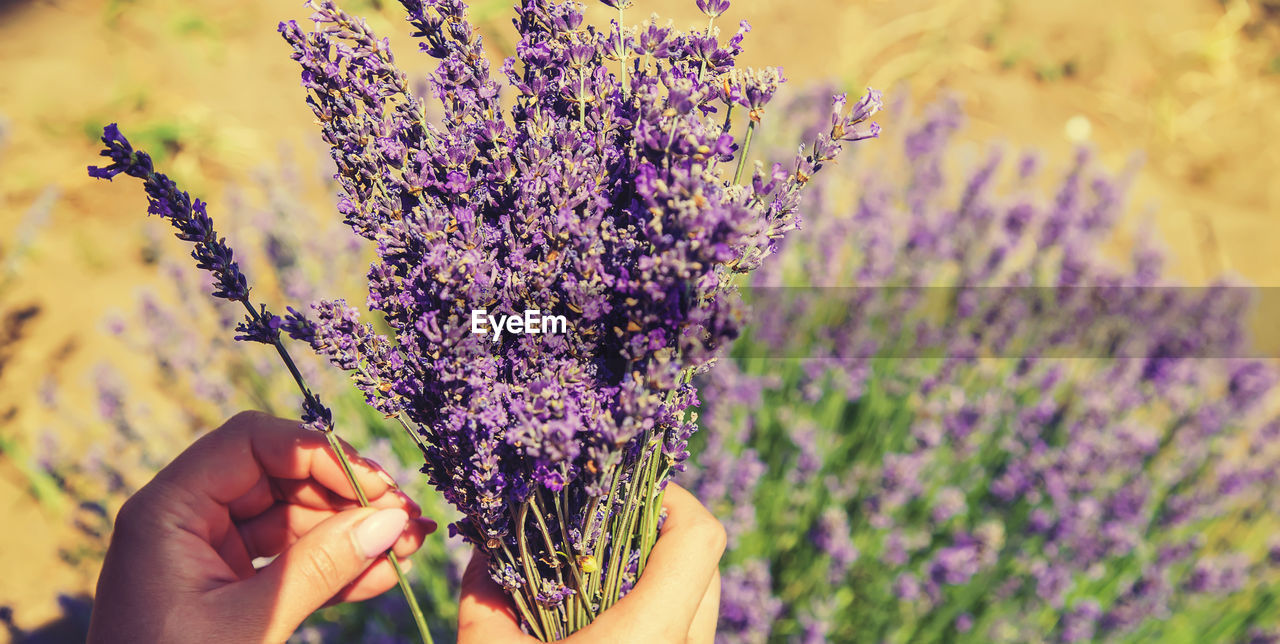 CLOSE-UP OF HAND HOLDING LAVENDER