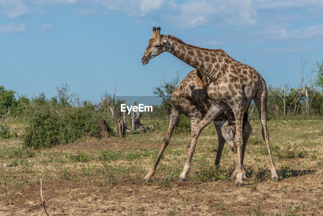 Male giraffes fighting on field
