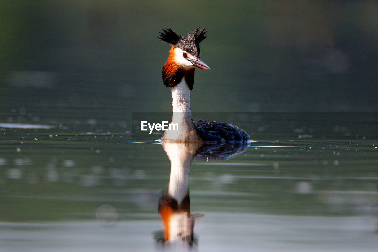 The great crested grebe on crna mlaka fishpond