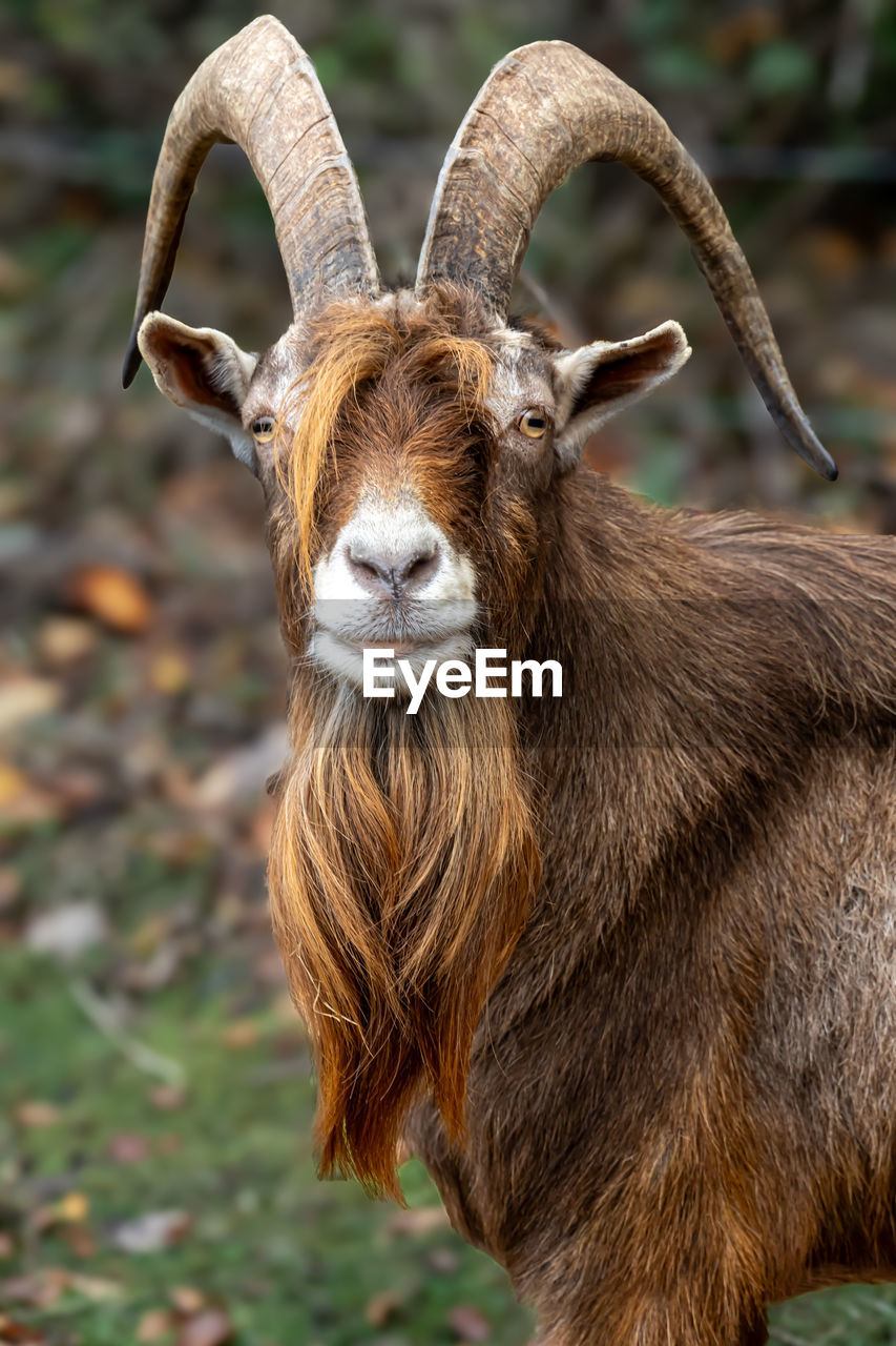 animal themes, animal, mammal, one animal, wildlife, horn, animal wildlife, barbary sheep, portrait, domestic animals, no people, nature, horned, brown, looking at camera, livestock, day, focus on foreground, animal body part, outdoors, close-up, bighorn, goat-antelope, standing, deer, land