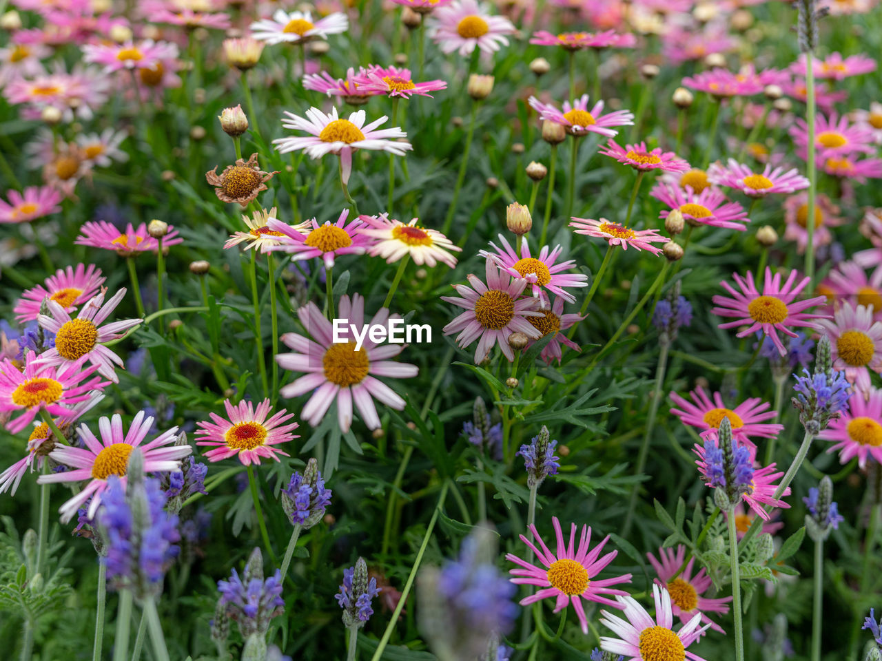 flower, flowering plant, plant, freshness, beauty in nature, fragility, growth, meadow, nature, close-up, flower head, petal, no people, inflorescence, multi colored, aster, botany, day, green, field, wildflower, outdoors, plant part, leaf, land, high angle view, prairie, herb, focus on foreground, medicine, garden, flowerbed, yellow, full frame