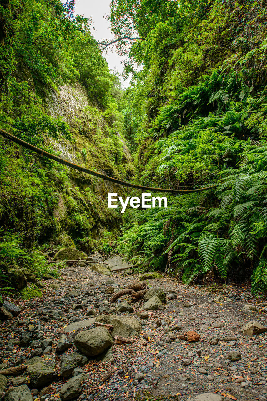 Wet hiking trail on the edge of a stream, deep into the gorge