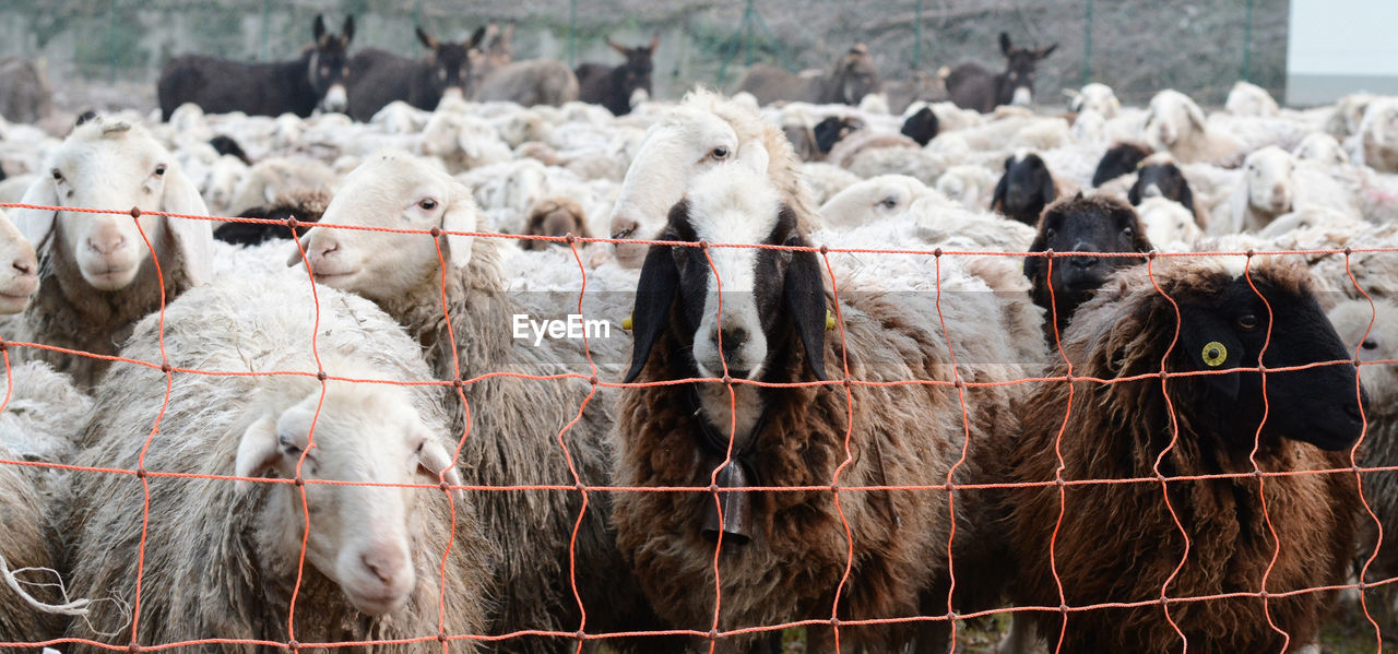 Flock of sheep in a pasture in como, lombardy, italy.