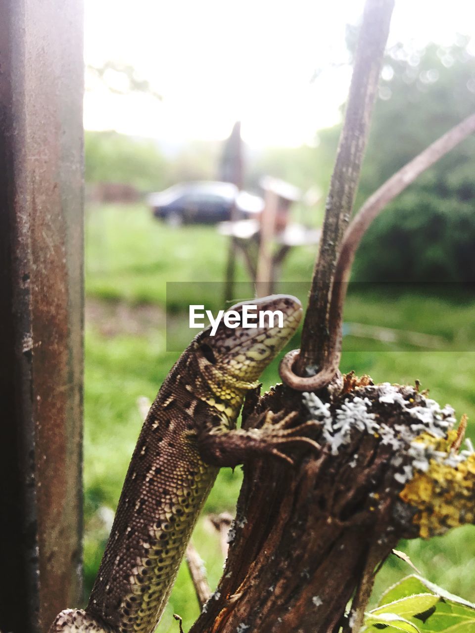 Close-up of lizard on tree trunk