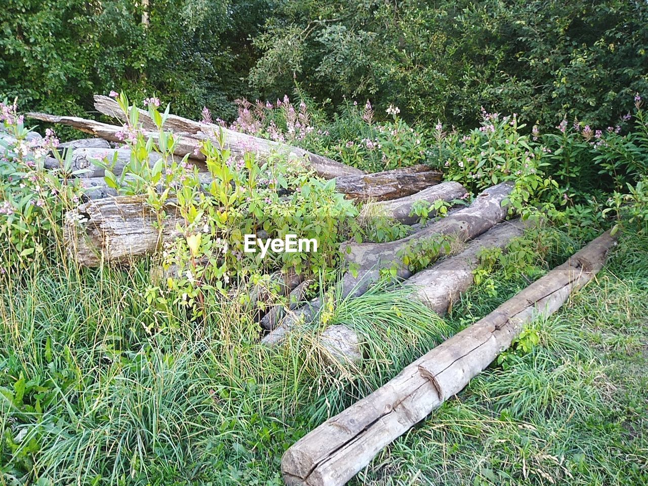 VIEW OF WOOD IN FOREST