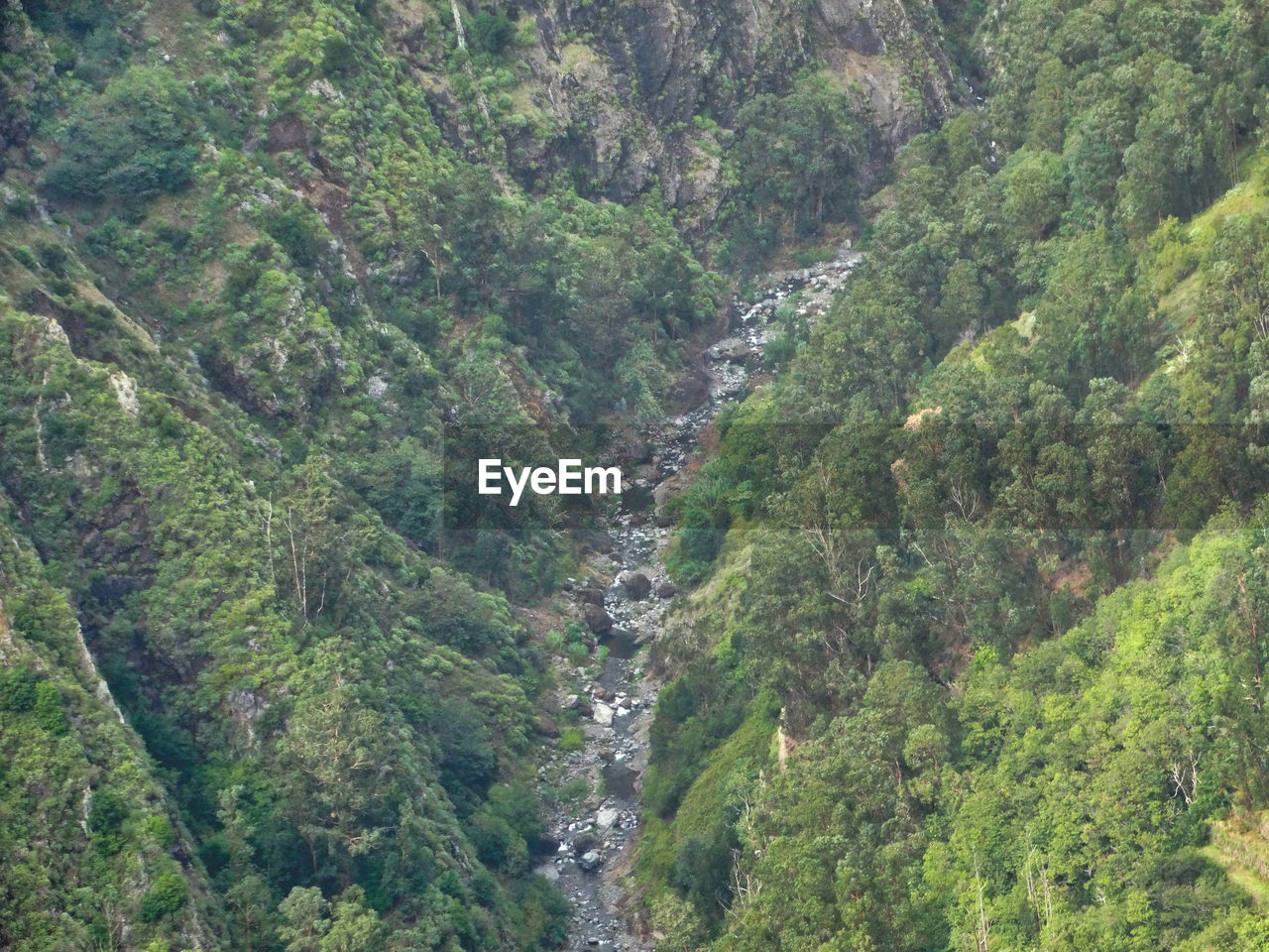 High angle view of trees in forest