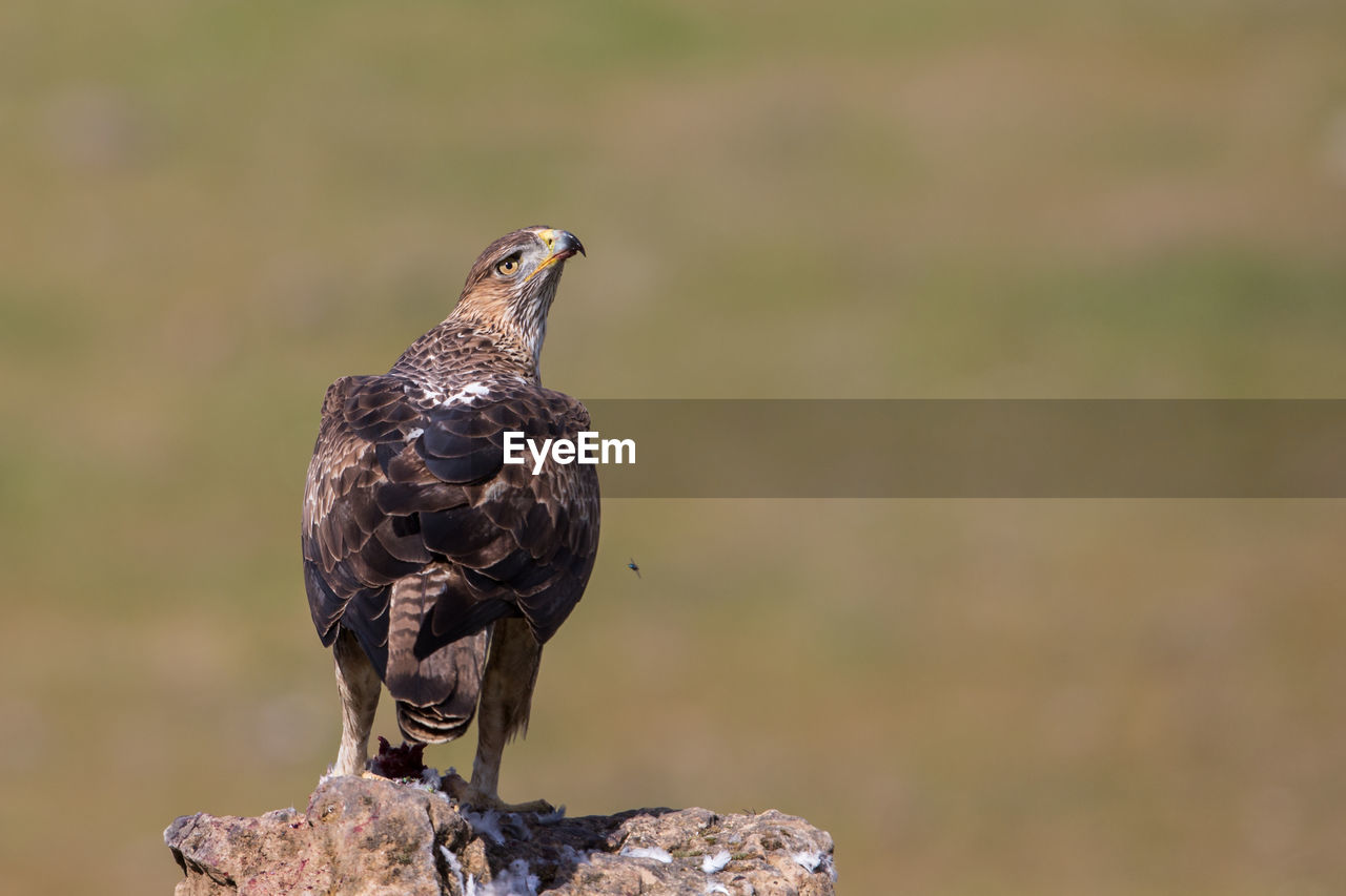 Bonelli's eagle close up on perched on a rock, aquila fasciata, andalusia, spain