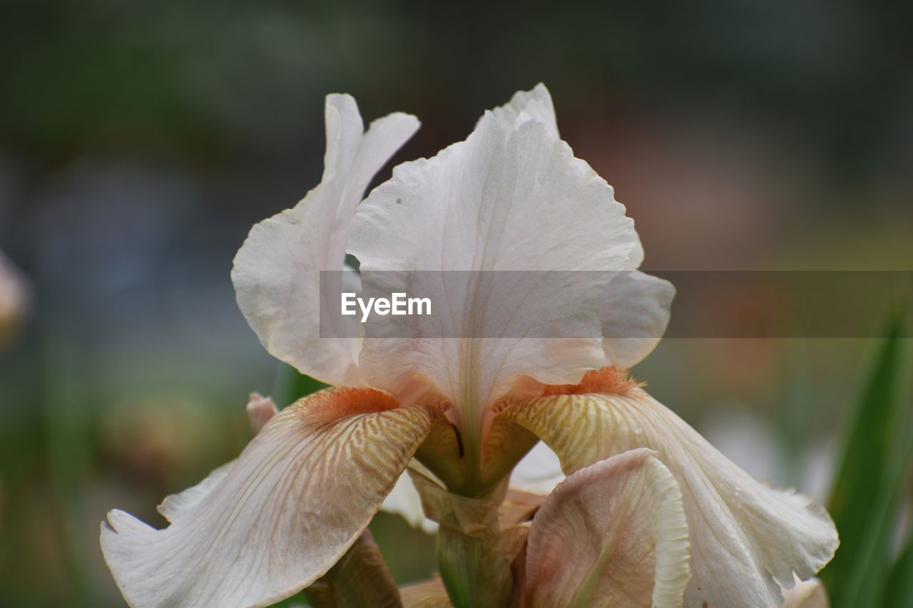 Close-up of white flowering plant