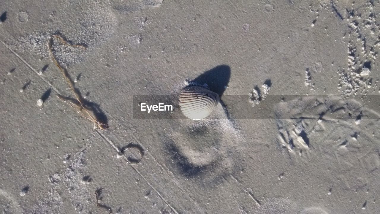 HIGH ANGLE VIEW OF BIRD ON SAND