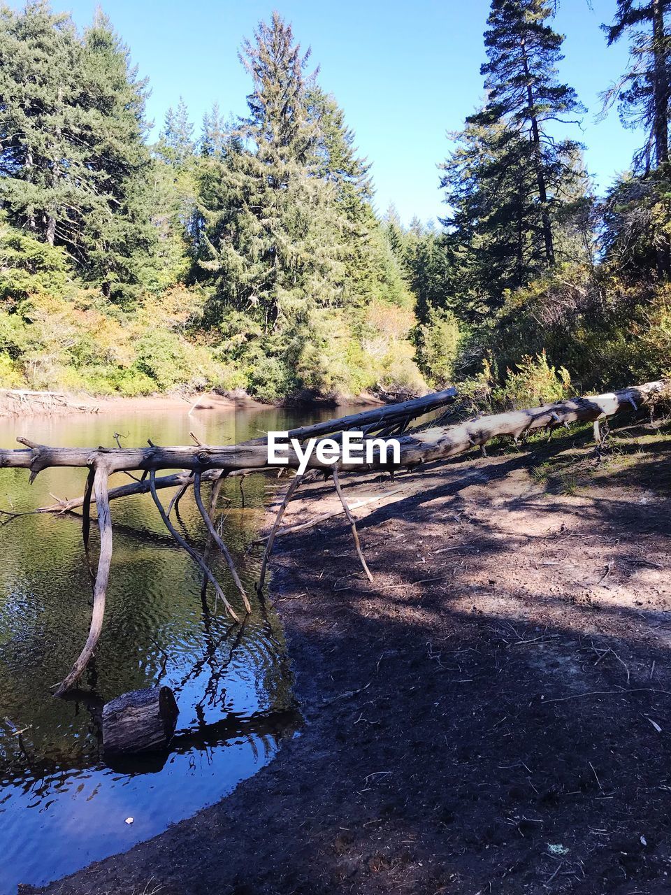 SCENIC VIEW OF RIVER AMIDST TREES IN FOREST