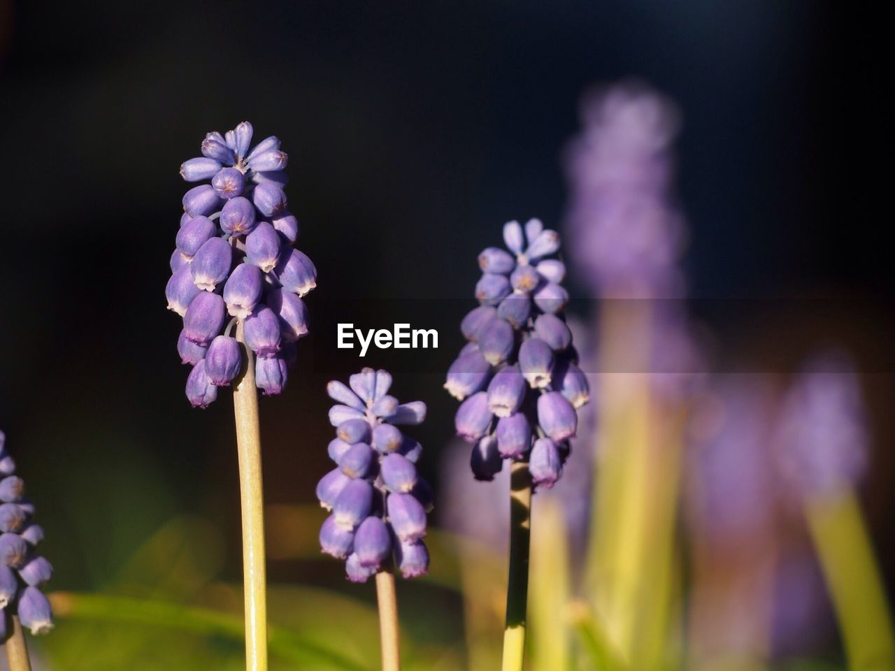 Close-up of purple flowers blooming outdoors