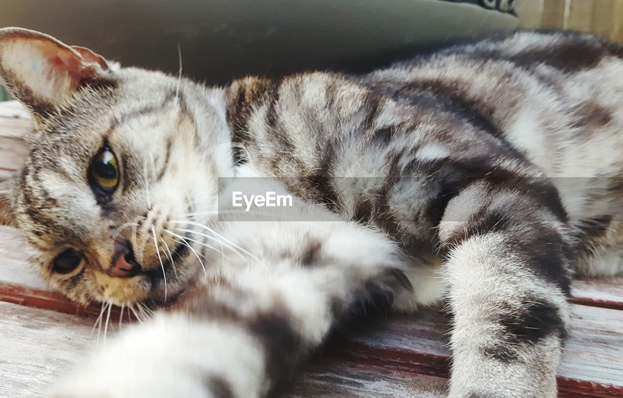 Close-up of playful cat, lying down outdoors 