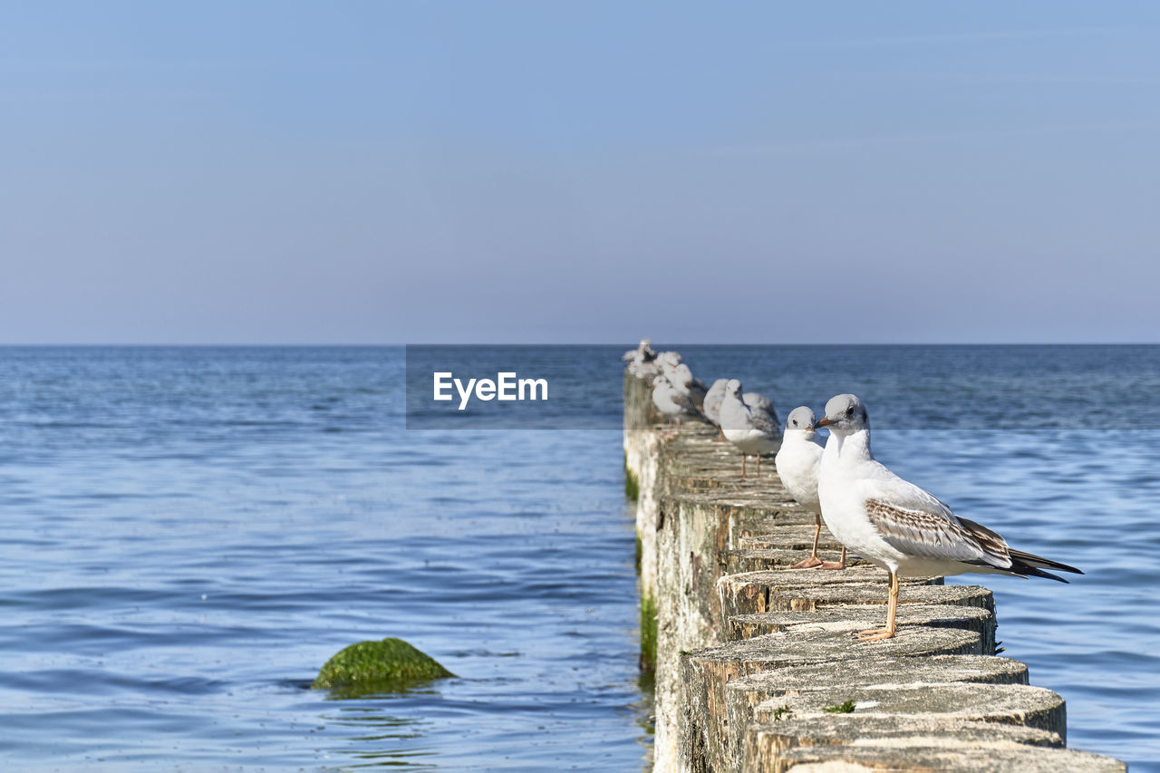 Seagulls on wooden breakwaters  against the sea