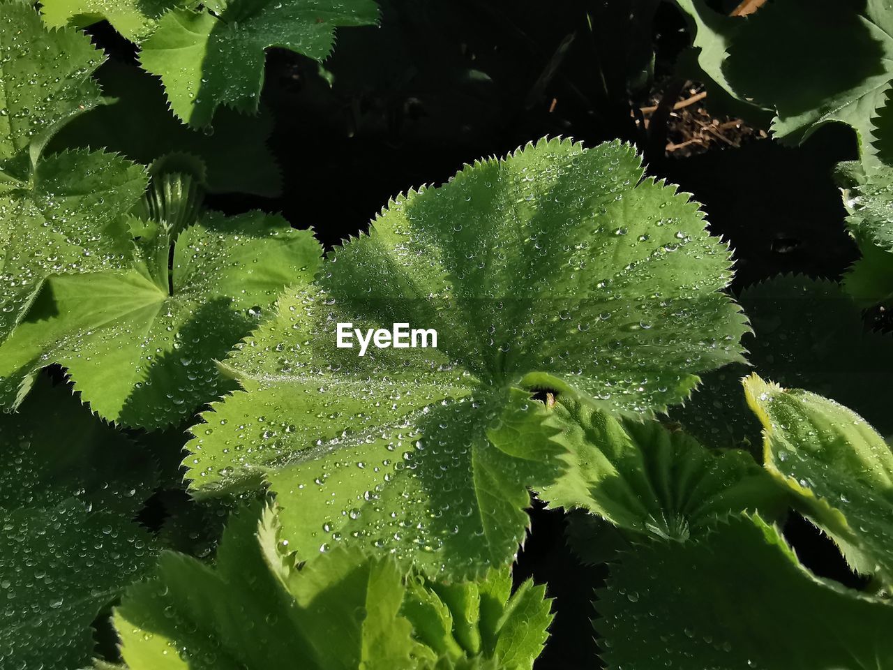 HIGH ANGLE VIEW OF WET PLANT LEAVES